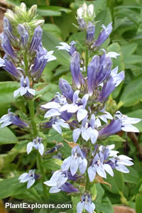 Lobelia siphilitica