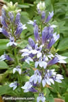 Lobelia siphilitica