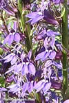 Lobelia x gerardii