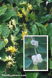 Lonicera quinquelocularis