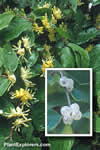 Lonicera quinquelocularis