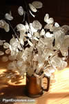 Lunaria annua