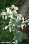 Lunaria annua 'Variegata'
