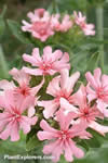 Lychnis chalcedonica 'Morgenrot'