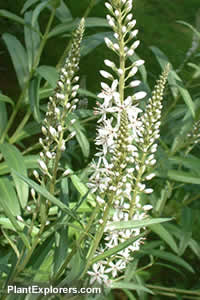 Lysimachia ephemerum