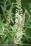 Lysimachia ephemerum