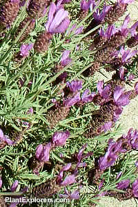 Lavandula stoechas