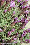 Lavandula stoechas