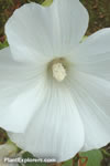 Lavatera trimestris 'white'