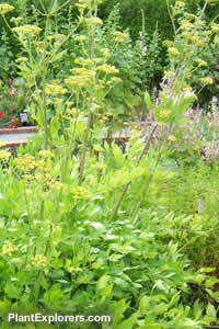 Lovage