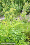 Lovage