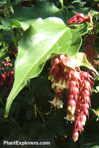 Leycesteria formosa