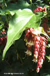 Leycesteria formosa