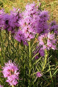 Liatris punctata