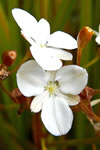 Libertia peregrinans