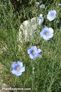 Linum lewisii