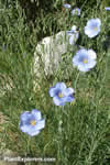 Linum lewisii