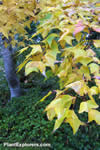 Liquidambar formosana