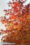 Liquidambar styraciflua