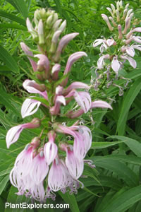 Lobelia bridgesii