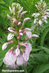 Lobelia bridgesii