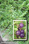 Lonicera pileata
