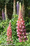 Lupinus &times; russelliana