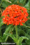 Lychnis chalcedonica
