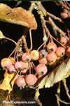 Malus yunnanensis