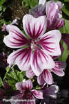 Malva sylvestris 'Zebrina'