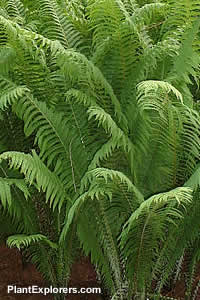 Matteuccia struthiopteris
