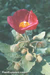 Meconopsis napaulensis