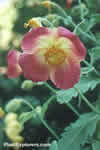 Meconopsis napaulensis - hybrids