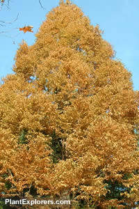 Metasequoia glyptostroboides