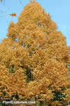 Metasequoia glyptostroboides