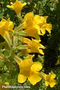 Mimulus luteus