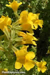 Mimulus luteus