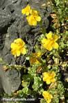 Mimulus tilingii