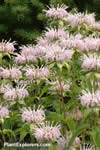 Monarda  fistulosa