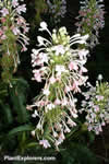 Morina longifolia