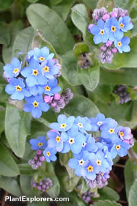 Myosotis sylvatica