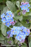 Myosotis sylvatica