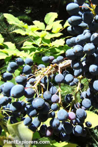 Mahonia &times; wagneri 'Moseri'