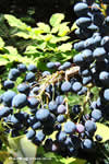 Mahonia � wagneri 'Moseri'