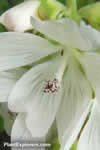 Malva moschata  f. 'alba'