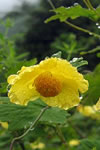 Meconopsis chelidoniifolia
