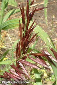Melica altissima 'atropurpurea'