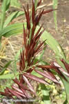 Melica altissima 'atropurpurea'