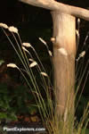 Melica ciliata