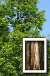 Metasequoia glyptostroboides